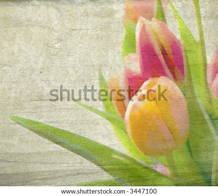 Spring Yellow and Pink Tulips