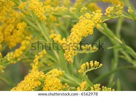 Close up view of a wild golden rod flowers.