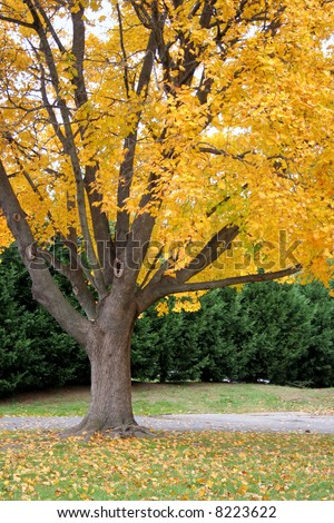 Fall tree with golden leaves, just beginning to fall in late autumn.