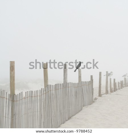 Shore Bird at the Beach on a Foggy Morning on a Fence Post