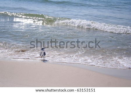 Lone Seagull on the  Beach at Gulf Shores, Alabama, USA, at end of summer.