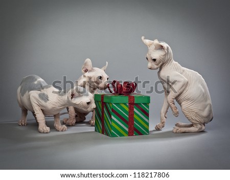Three hairless cats around a christmas present  Elf Cat and Sphynx Breeders