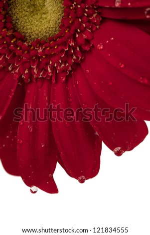 Close up image of fresh red daisy flower on white background