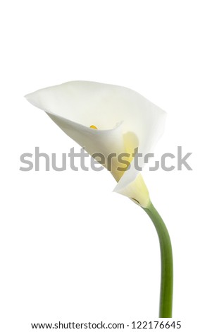 Close-up shot of white lily flower isolated on white background.