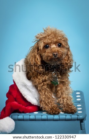 Shot of a dog looking scared in a Christmas stocking, with a blue background.