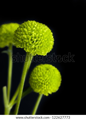 Cropped image of a green chrysanthemum isolated on a dark background