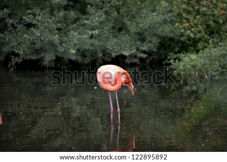 Flamingo using water and beak to groom self in pond at a zoo.