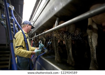 Image of a farmer attaching suction tube to cow.