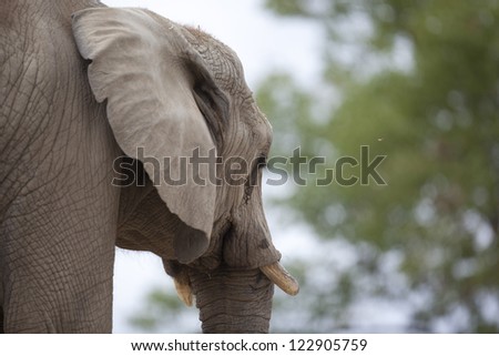 AFrican elephant with a short ivory trunk is an indication that it is still young.