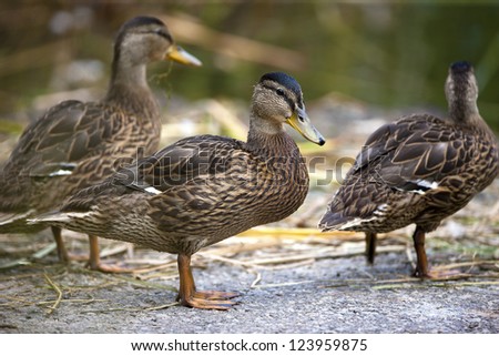 Three mallard ducks stand strong together.