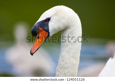 A swans head takes up the entire frame of a photo.