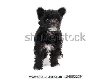 black hairy dog