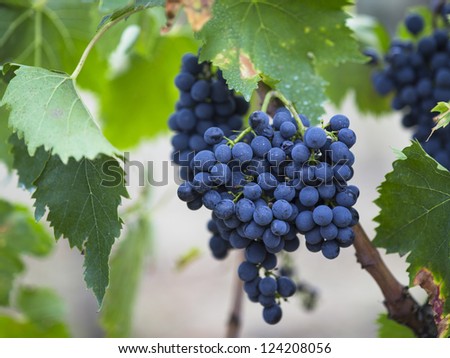 Red grapes on the vine in a close-up image