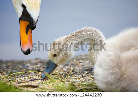 A baby swan eating seeds with its parent.