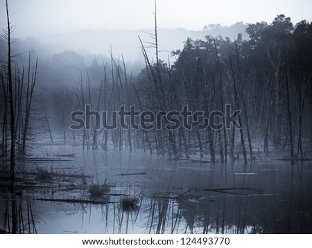 Dead trees stand still in a flooded marsh with fog creeping in.