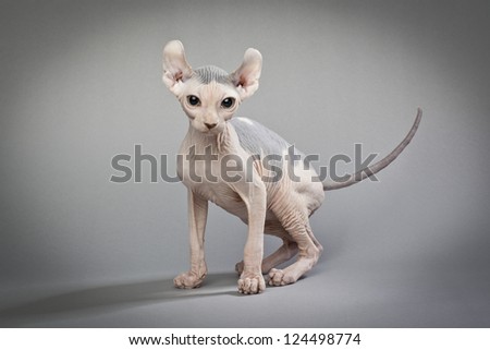 A hairless cat standing on a white background