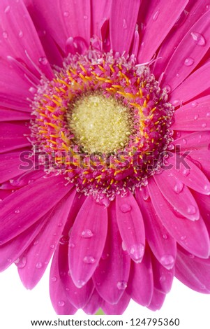 Close-up cropped image of watery pink daisy on a white background