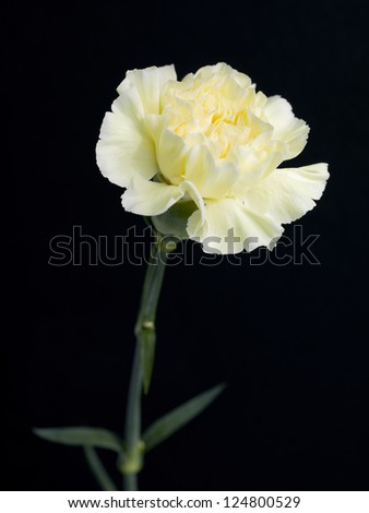 Yellow carnation flower on a black background