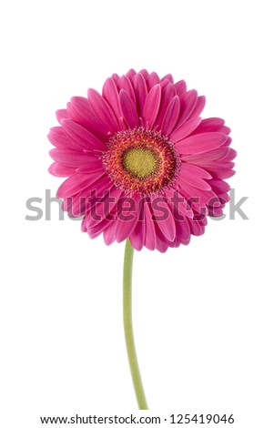 Pink daisy flower with stem on white background