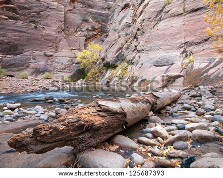 Water collecting in a little pool close to a rock face in Zion, USA.
