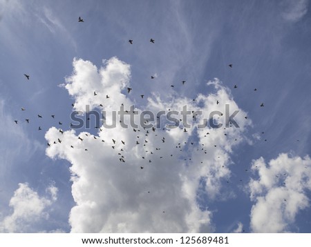 Image of grey clouds with birds formation