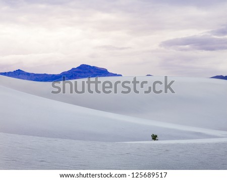 Isolated tree growing on a sand dune in Death Valley.