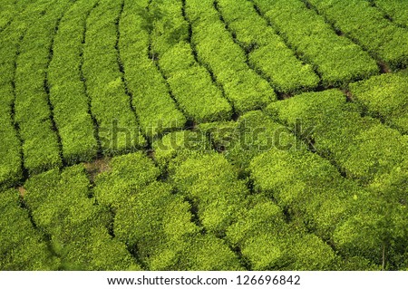 Shot of the intricate paths through the tea fields used by tea workers in order to monitor the plants in Kodanad, India.