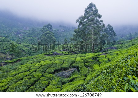 Tea plants take over the mountains in Munnar, India