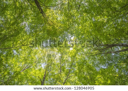Green forest of Haliburton, Ontario