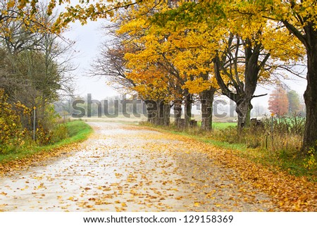 Image of an autumn forest with scattered falling autumn leaves