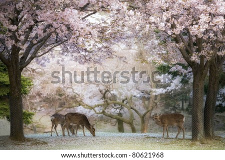 Deer - Cherry Blossom