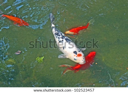 Great Red white fish in a tank with an aquarium
