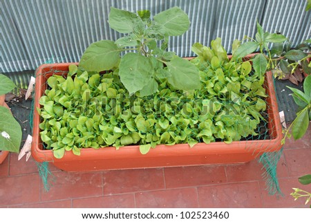 fresh green salad grown on a vegetable garden in a balcony of a House