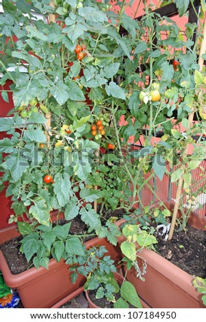 luxuriant plants with tomatoes grown in a pot on the terrace of a House