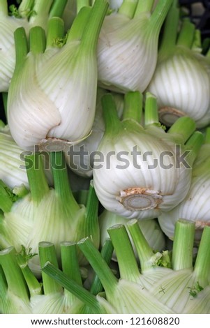 fresh fennel just gardens collection sold by greengrocers