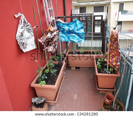 tomato plants and aluminum foil to scare the birds into a terrace of a House
