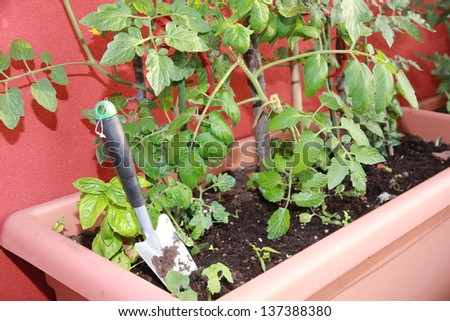 tomato plant in a pot grown in the terrace of the apartment
