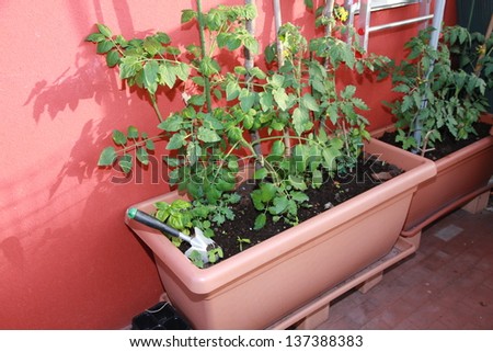 vegetable garden on the terrace of a house with tomato plants