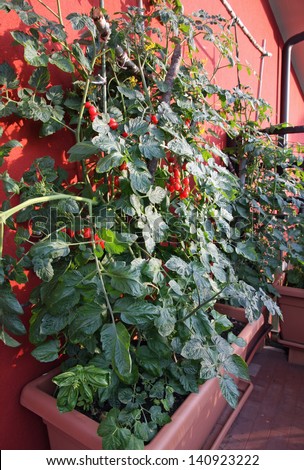 tomato plants with fruits grown in a pot on the terrace of a House