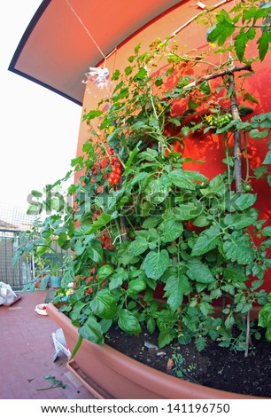 potted tomato plant grown in a terrace under the roof of the House