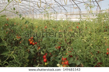 greenhouse for the intensive cultivation of cluster tomatoes and cherry tomatoes in Italy 11