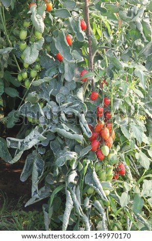 greenhouse for the intensive cultivation of cluster tomatoes and plum tomato type in Italy 4