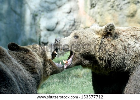 two ferocious bears struggle with mighty bites and blows the mouth open and the teeth sharp
