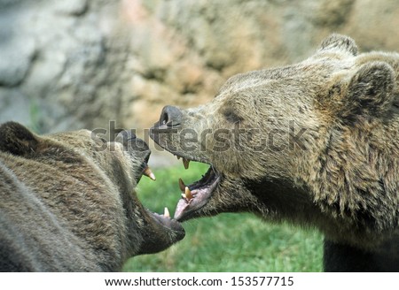 two ferocious bears struggle with mighty bites and blows the mouth open and the teeth sharp