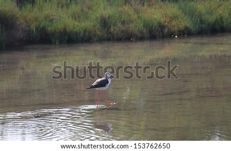 Black-winged stilt bird with long tapered legs walking in the pond in search of food 4