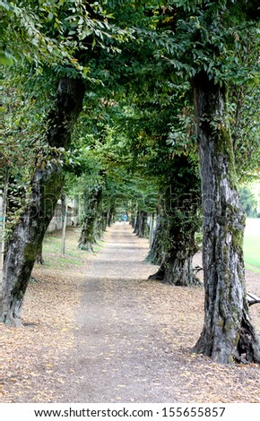 tree-lined street of a large public park where you can go jogging