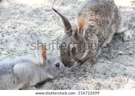 two rabbits with the soft hair and ears