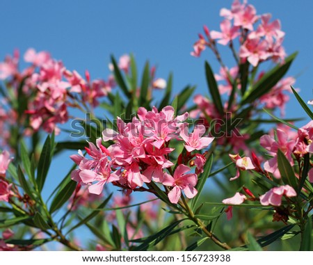 pink Oleander flower flora typical of the Mediterranean in southern Europe
