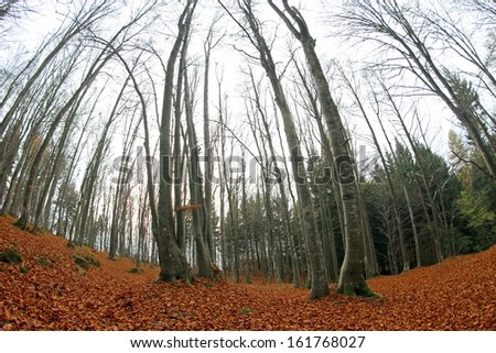 forest with many dried leaves photographed with fisheye lens in autumn