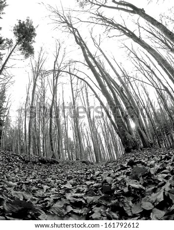 dense forest with dried leaves photographed with fisheye lens in autumn